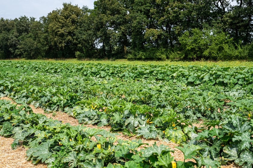 Miejska Farma Wrocławia